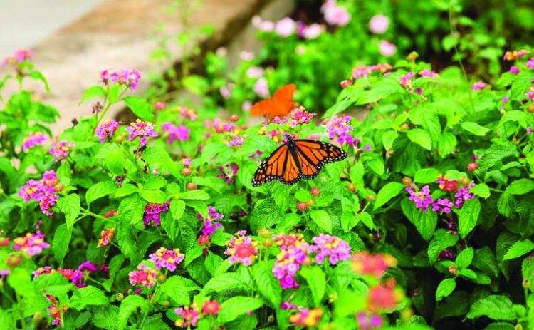 The Chickasaw Nation works with nonprofits to enhance monarch butterfly population during their annual migration.