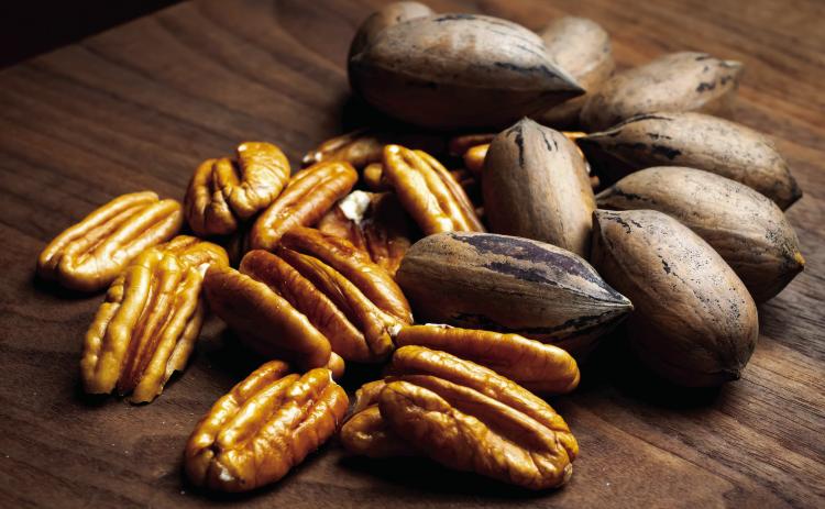 Native pecans account for 80% to 90% of Oklahoma’s total pecan production. Photo by Todd Johnson, OSU Agricultural Communications Services