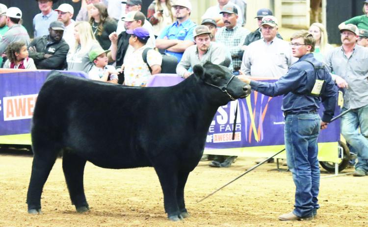 Stratford FFA Vice-President Devin Morton shows his Champion Maine Heifer at the Tulsa State Fair. Photo courtesy of Justin Wright