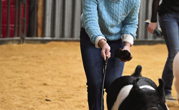 Kortni Green, of Stratford, was among more than 250 competitors who entered their hogs in Wynnewood’s 2025 Swine Jackpot show Jan. 3-4. The annual show is sponsored by the Wynnewood FFA Boosters. News Star photo by Don Coffey