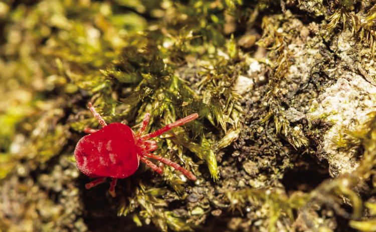 The truth about chiggers