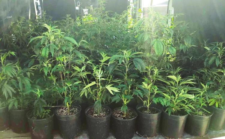 Maysville traffic stop nets 187 illegal plants