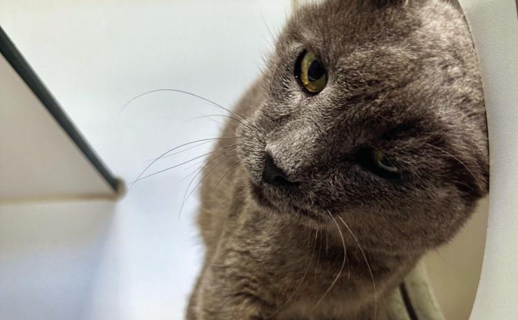 PAWS Pet of the Week