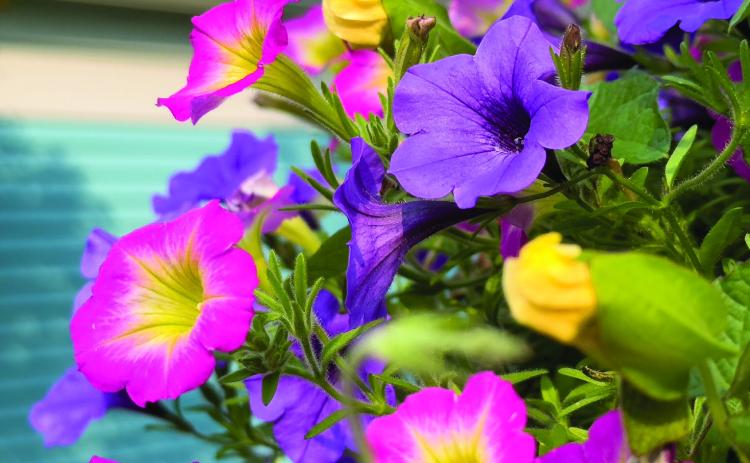 Why Aren’t My Plants Blooming?
