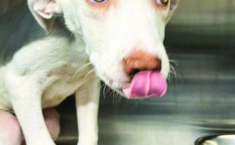 Mort is one of the animals currently in residence at the Pauls Valley Animal Shelter, 300 E. Airport Industrial Rd. He is available for foster or adoption. For more information contact the shelter at 405-2381303 or visit protectadoptlove.com.