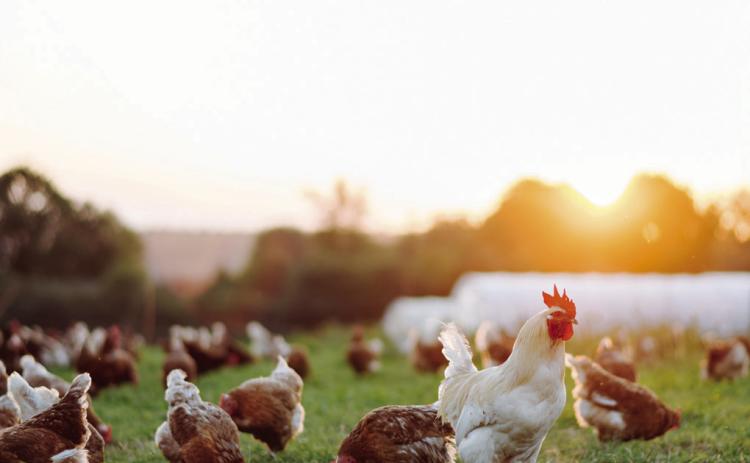 Highly pathogenic avian influenza detected in second flock in Adair County