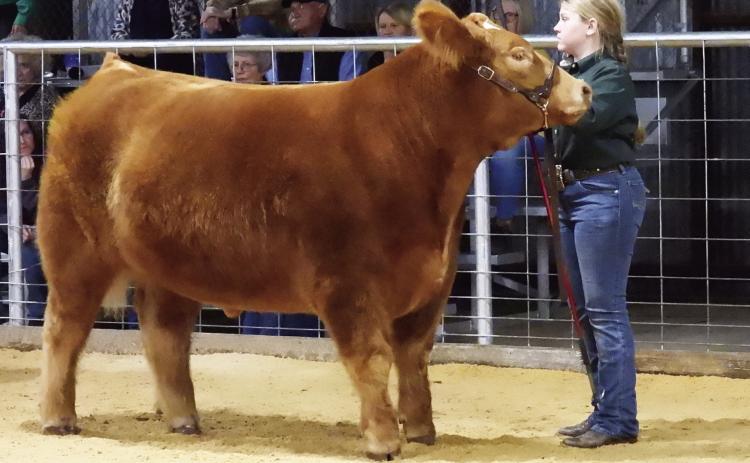 Youth from across the county will come together next week at the Garvin County Fairgrounds for the 2023 Garvin County Junior Livestock Show. This year’s show runs February 20-27 and will include events for cattle, swine, sheep and goats. See the back page for a full schedule of events. News Star photo by Chris Mackey