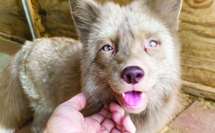 Local animal rescue to celebrate grand opening Saturday