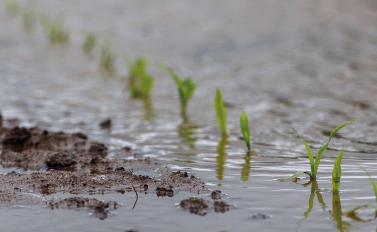 Oklahoma gardeners are holding out hopes of warmer, sunnier weather as water-logged soil causes issues in their gardens. (Photo by Mitchell Alcala, OSU Agriculture)