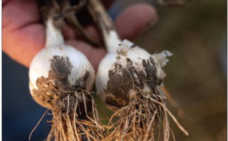 Oklahoma garlic research proves fruitful and flavorful