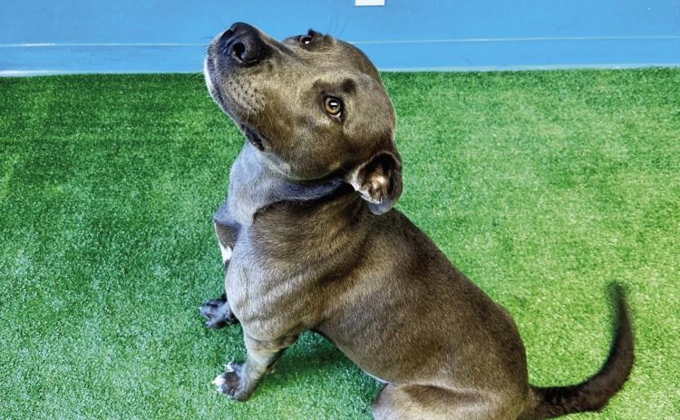 PAWS Pet of the Week