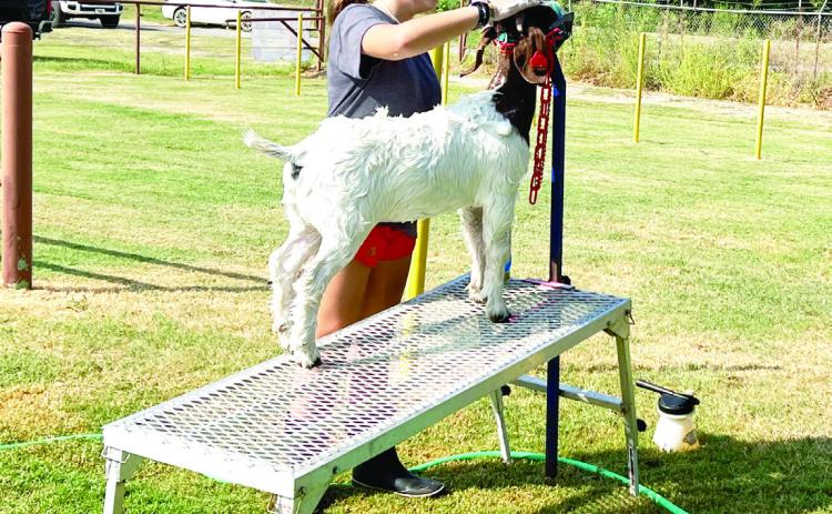 Bristol Meyer of Stratford washes her goat in preparation for the show ring at the 2023 Garvin County Free Fair last week. News Star photo by Suzanne Mackey