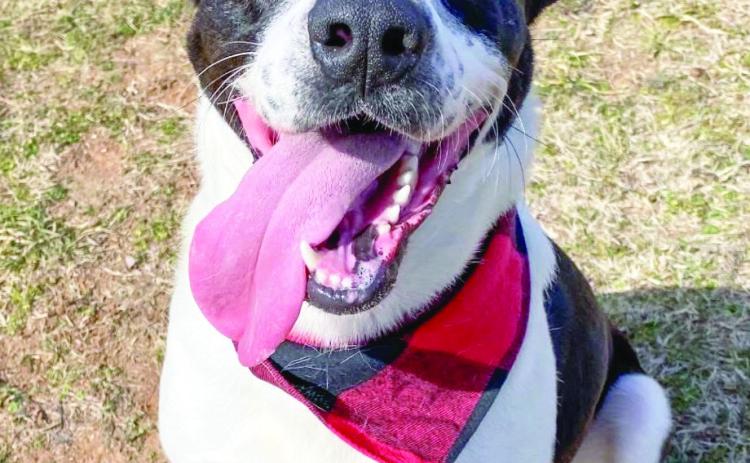 PAWS Pet of the Week