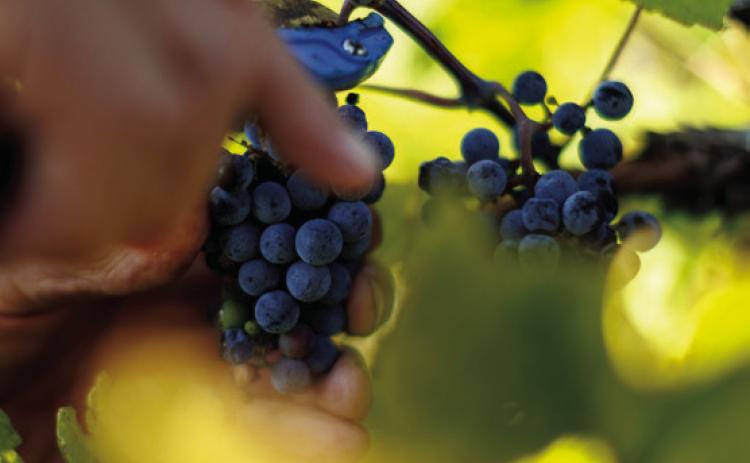The 2026 Grape Management course is open for registration and geared toward growers of all experience levels. (Photo by Mitchell Alcala, OSU Agriculture)