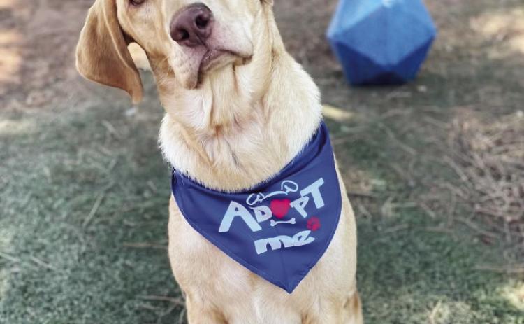 This beautiful Labrador Retriever is looking for a home. He is vocal, energetic and walks well on a leash. He gets along with other dogs, knows basic commands and is a graduate of the Pen Pals Prison dog training program at Holdenville. For more information call 360 Dog Care at 580-759-9500 or go to 360dogcare.com.
