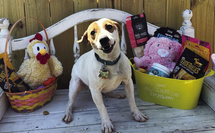 Foster Dog of the Week