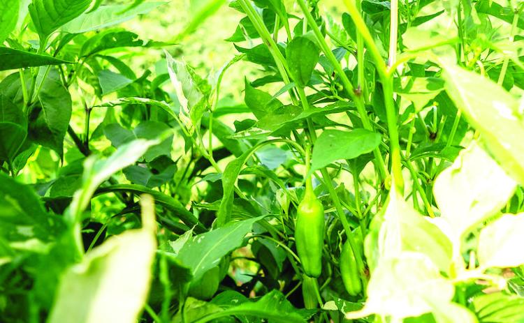 Jalapeno peppers planted at the OSU Student Farm in Stillwater are ripening with the colors and characteristics of other pepper varieties. (Photo by Mitchell Alcala, OSU Agriculture)