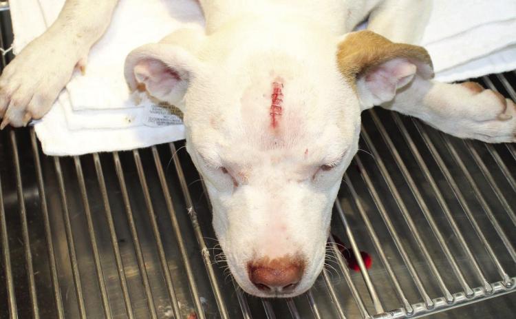 The puppy injured in a stabbing incident Sunday is said to be doing well and is recovering at a local veterinarian clinic. Courtesy Photo
