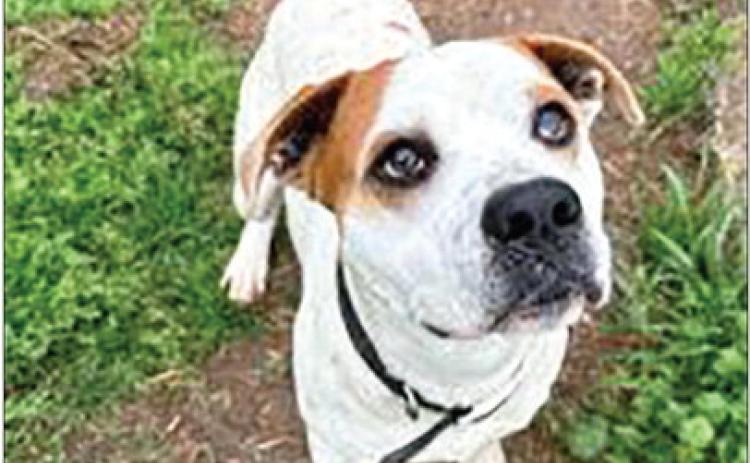 PAWS Pet of the Week