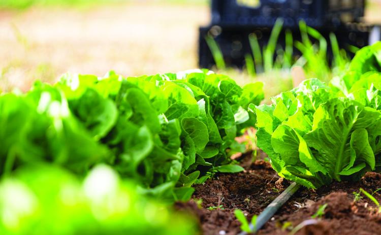 Fall gardens are planted in the heat of summer